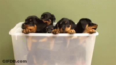 Black And Brown Dog With Chain In Snow GIF