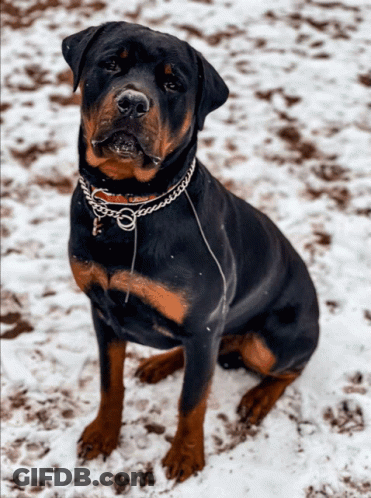 Black And Brown Dog With Chain In Snow GIF