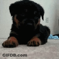 Black And Brown Puppy Laying Down GIF