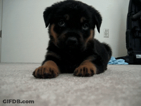 Black And Brown Puppy On Floor Looking At Camera GIF