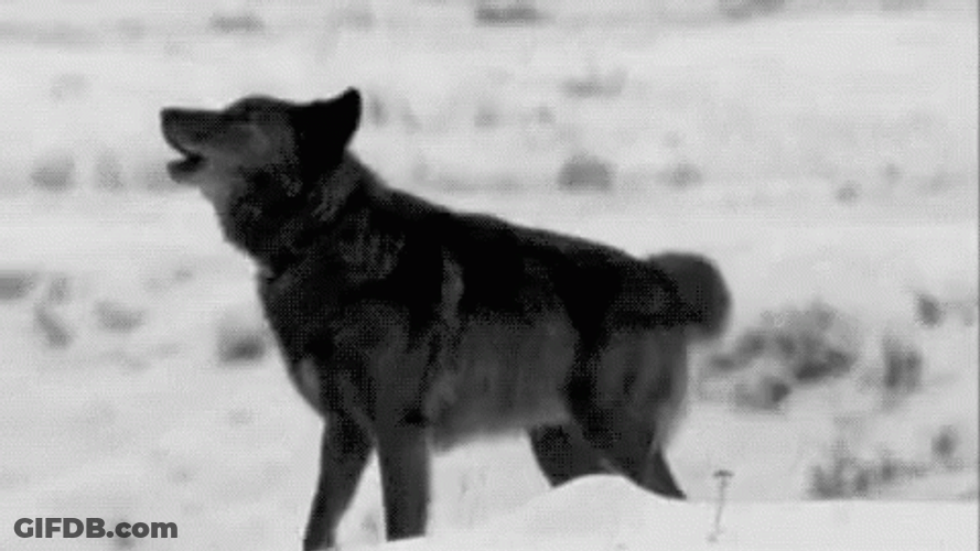 Black And Grey Wolf Howling GIF