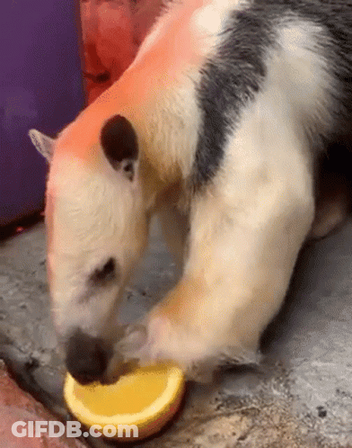 Black And White Animal Eating Orange Slice GIF