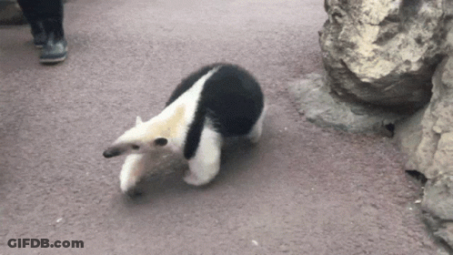 Black And White Animal Walking GIF