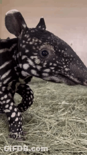 Black And White Animal With White Spots GIF