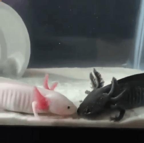 Black And White Axolotl Kissing GIF