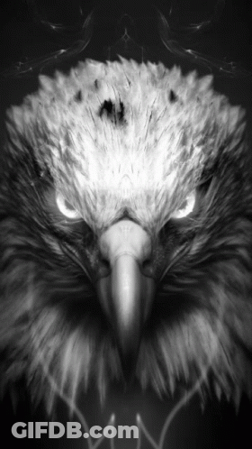 Black And White Bald Eagle GIF