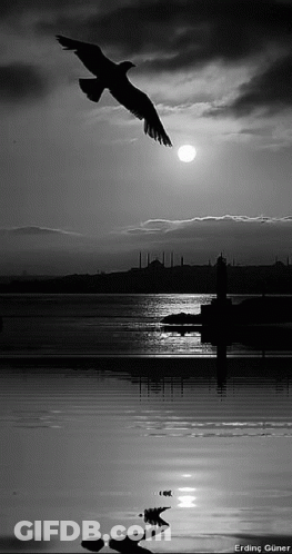 Black And White Bird Flying Over Water GIF
