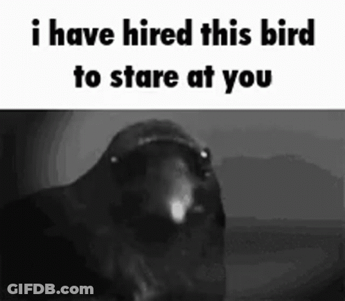 Black And White Bird I Have Hired This Bird To Stare At You GIF