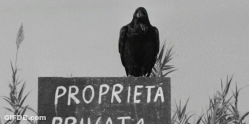 Black And White Bird On Proprieta Sign GIF