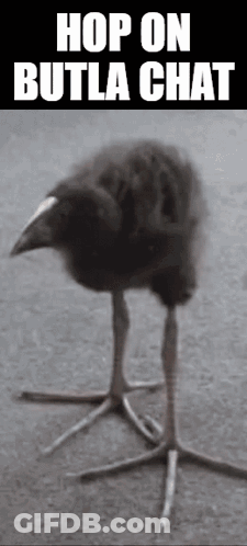Black And White Bird With Hop On Butla Chat GIF