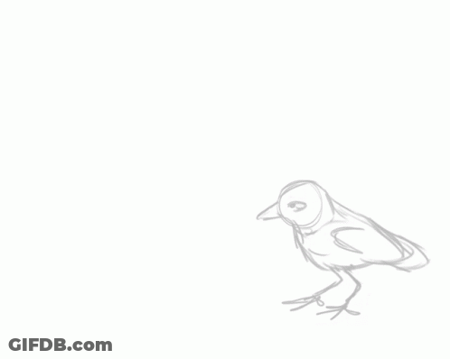 Black And White Bird With One Eye GIF