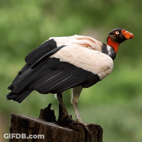 Black And White Bird With Red Beak On Tree Stump GIF