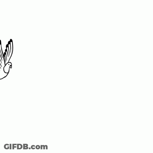 Black And White Bird With Wings Spread GIF