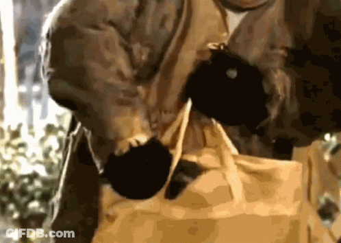 Black And White Bird With Yellow Eyes And Hat GIF