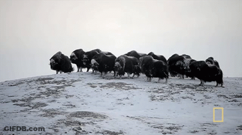 Black And White Bison Herd National Geographic Logo GIF
