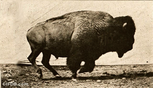 Black And White Bison Running GIF