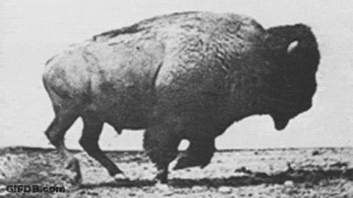 Black And White Bison Walking GIF
