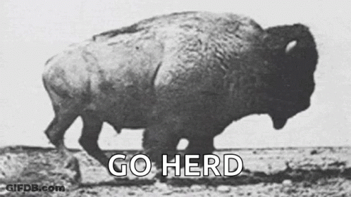 Black And White Bison Walking Saying Go Herd GIF