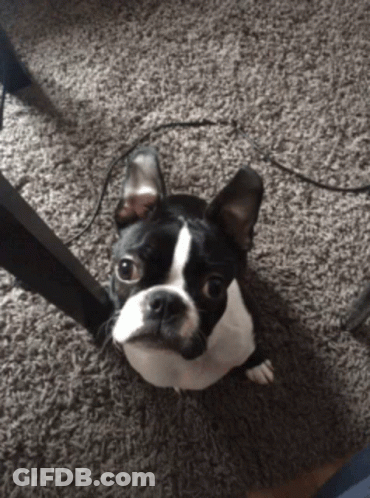 Black And White Boston Terrier Looking Up GIF