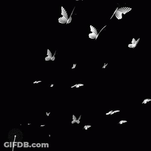 Black And White Butterflies GIF