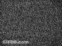 Black And White Carpet With Small Dots GIF
