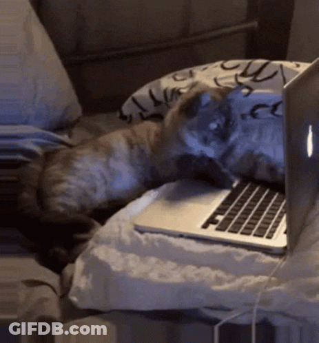 Black And White Cat Am I A Pervert GIF