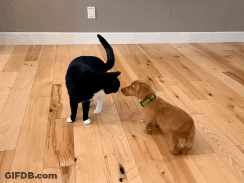 Black And White Cat And Brown Dog On Wooden Floor GIF