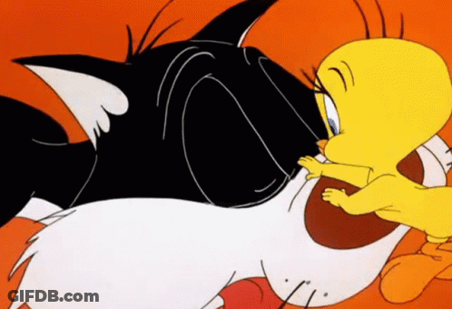 Black And White Cat And Yellow Bird GIF