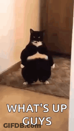 Black And White Cat Arms Crossed What's Up Guys GIF