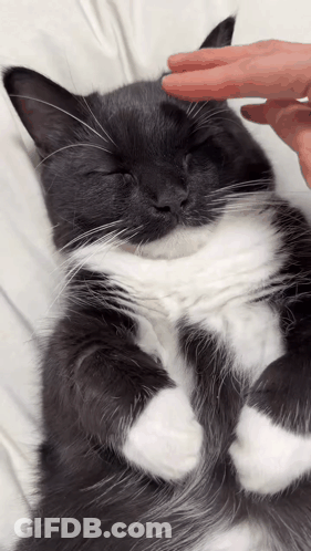Black And White Cat Being Held GIF
