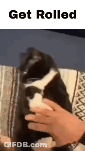 Black And White Cat Being Petted On Blanket GIF