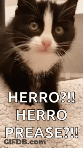 Black And White Cat Beside Sign Herro ? GIF