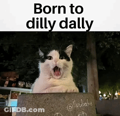 Black And White Cat Born To Dilly Dally GIF