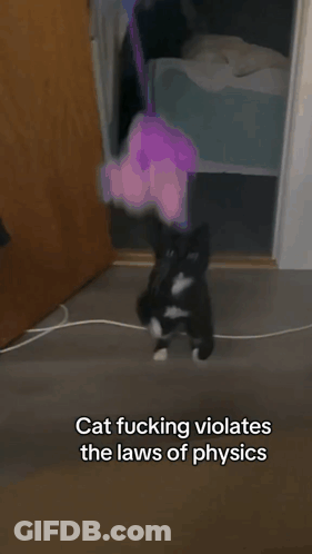 Black And White Cat Cat Fucking Violates The Laws Of Physics GIF