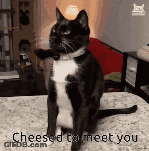 Black And White Cat Cheesed To Meet You GIF