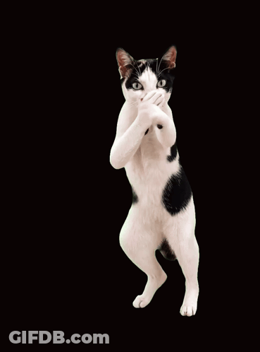Black And White Cat Covering Mouth With Paws GIF