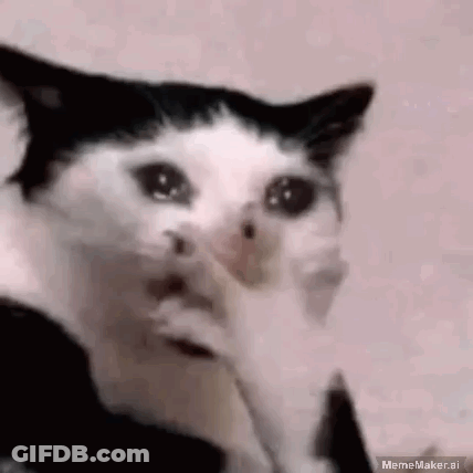 Black And White Cat Crying Covering Face GIF