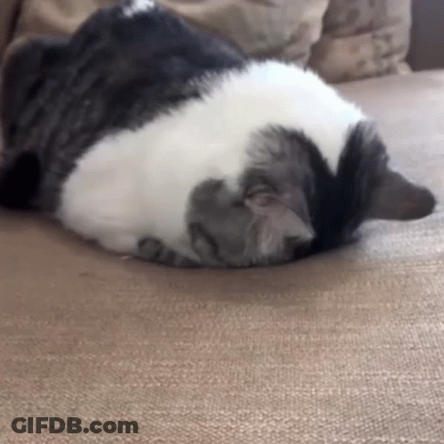 Black And White Cat Curling Up GIF