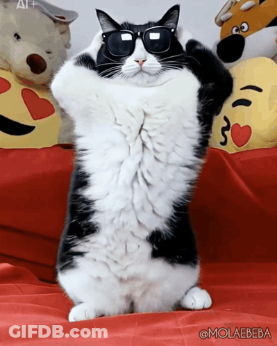 Black And White Cat Dancing In Sunglasses GIF