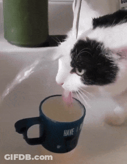Black And White Cat Drinking Blue Mug Have A Nice Day GIF