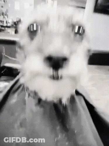 Black And White Cat Drinking From Faucet GIF
