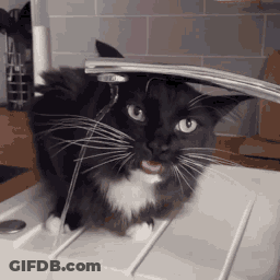 Black And White Cat Drinking From Kitchen Sink GIF