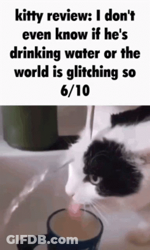 Black And White Cat Drinking Water From Blue Cup GIF