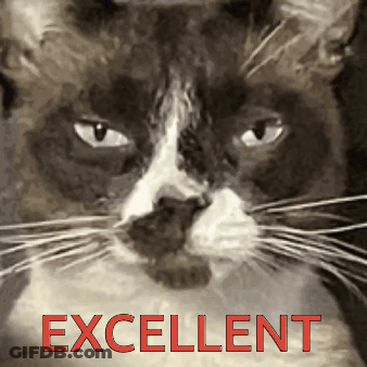 Black And White Cat Excellent In Red GIF