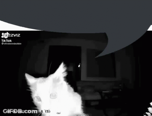 Black And White Cat Ezviz Tiktok GIF