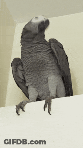 Black And White Cat Face GIF