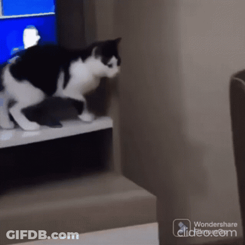 Black And White Cat Fail Footstep GIF