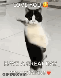 Black And White Cat Giving Thumbs Up GIF