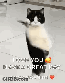 Black And White Cat Giving Thumbs Up GIF