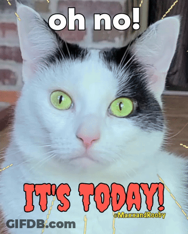 Black And White Cat Green Eyes It's Today GIF